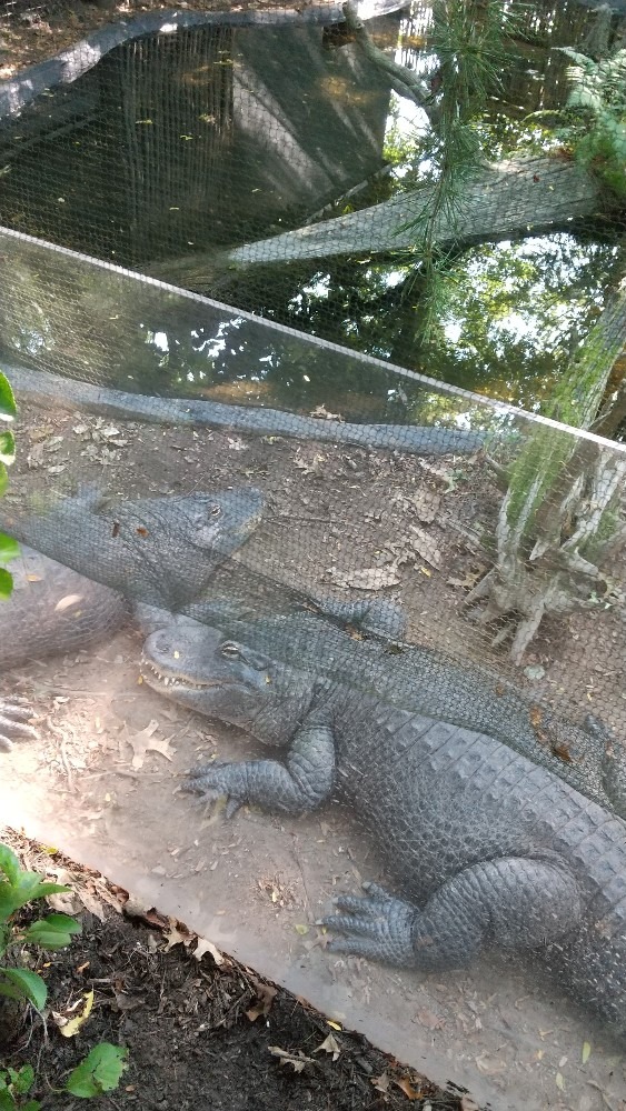 動物園その二