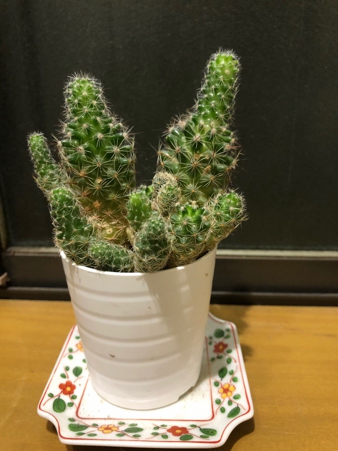 サボテン🌵🌵🌵