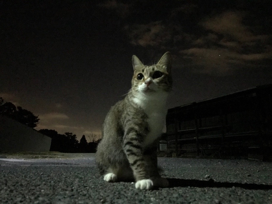 今夜の……