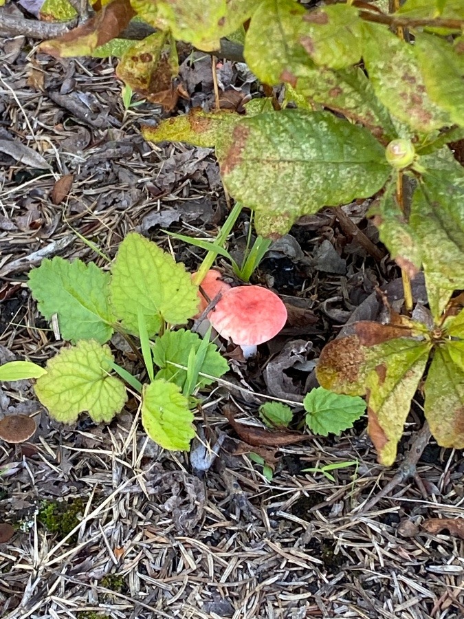 キノコ🍄🍄🍄