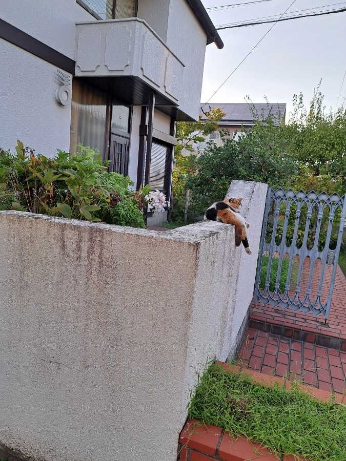 ネコと季節はずれの花🌸