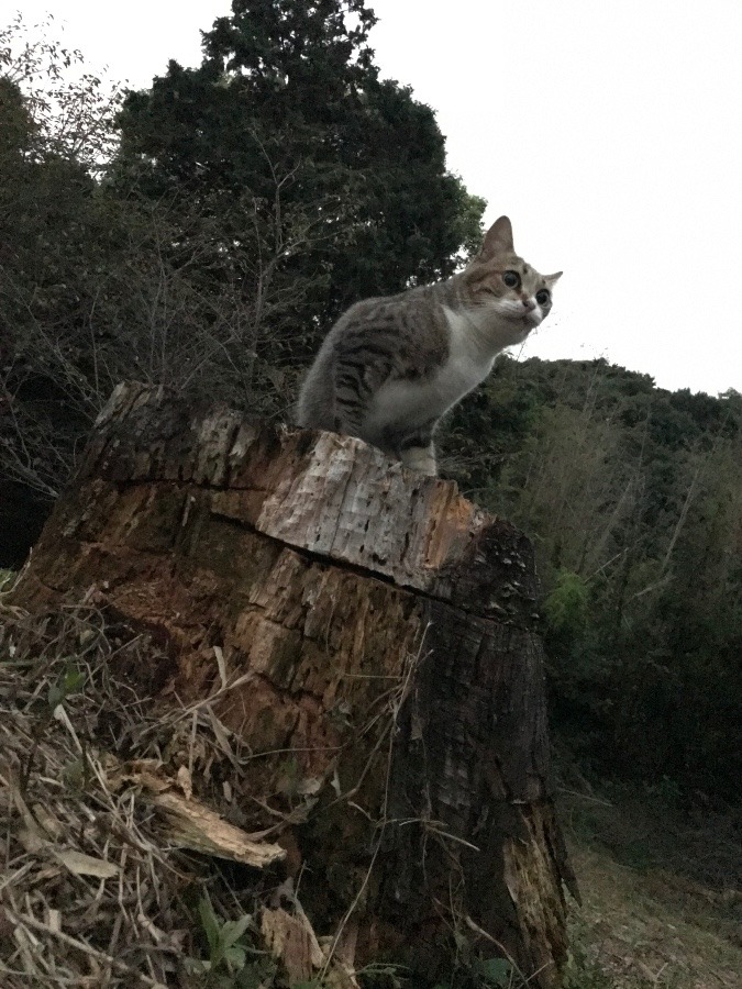 新しい……