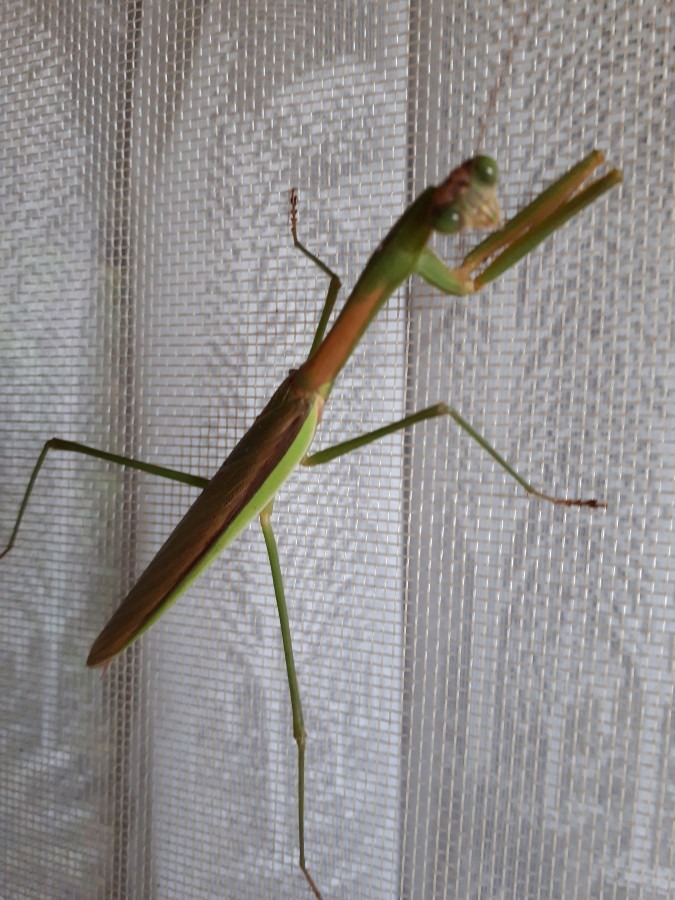 カマキリ