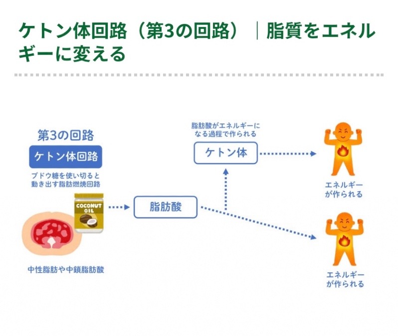 ✨ケトン体✨第三の回路