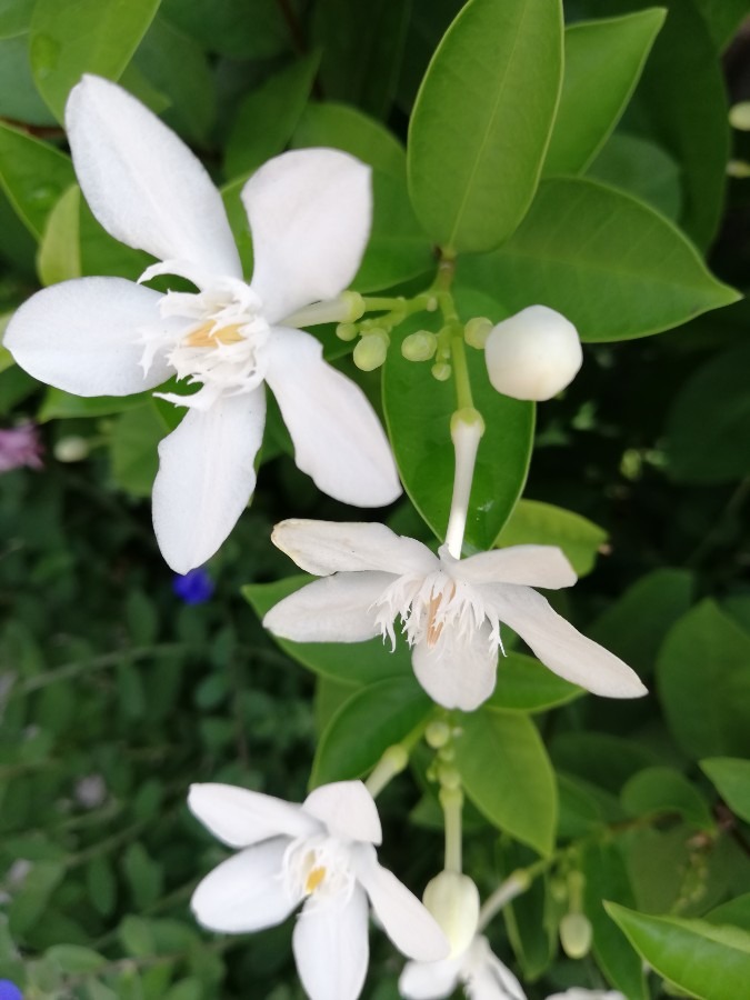 ☘️花かわいい💠