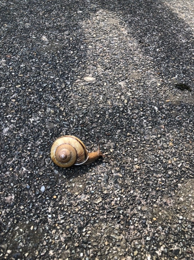 🐌台風の🌀