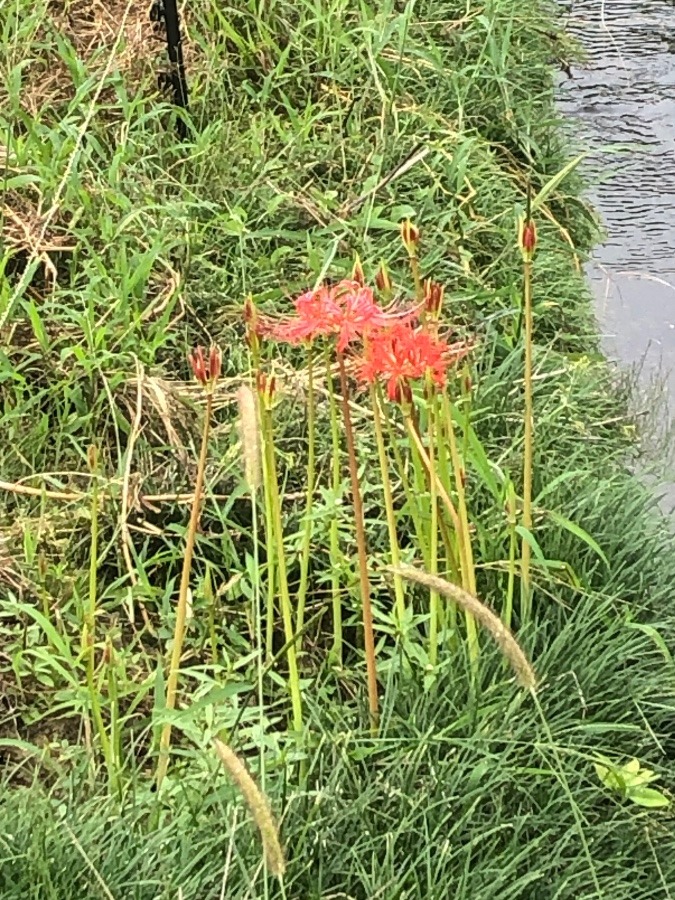 彼岸花が咲き始めました