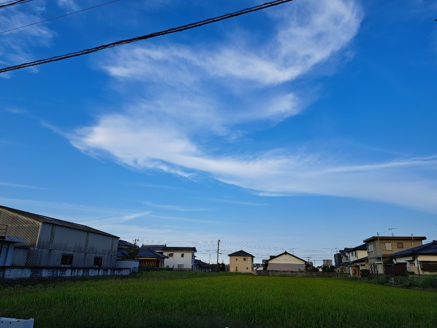 鳳凰みたいな！　散歩中