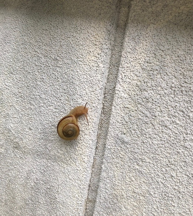 🐌梅雨？