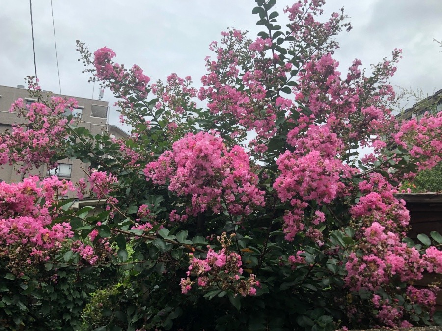 満開の花🌸🌸🌸