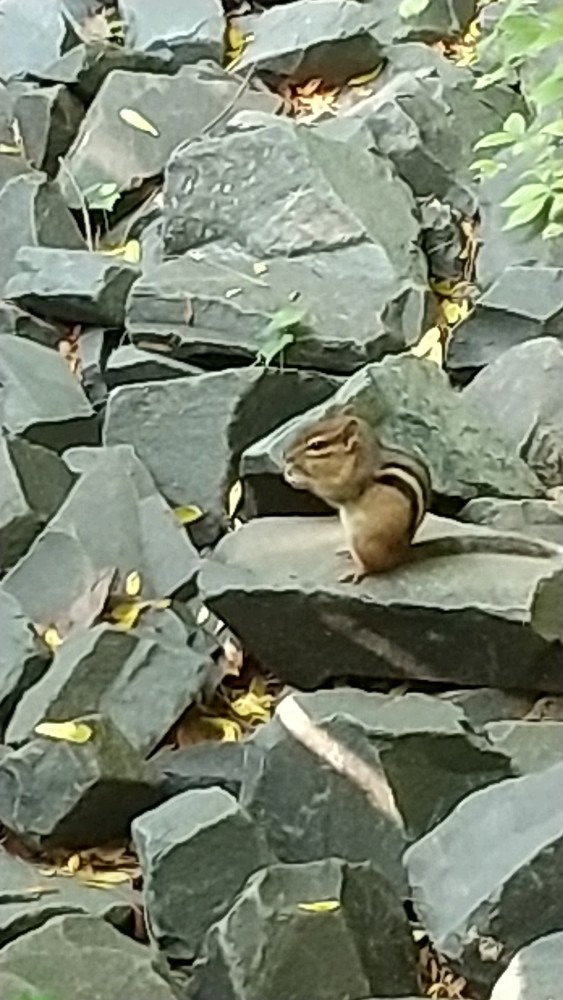 動物園その三