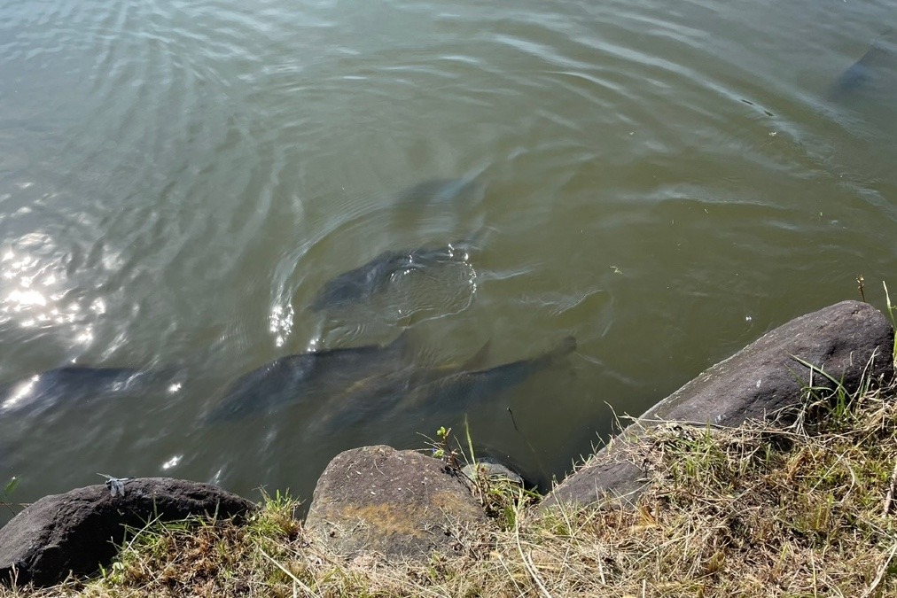 池の中では🐟