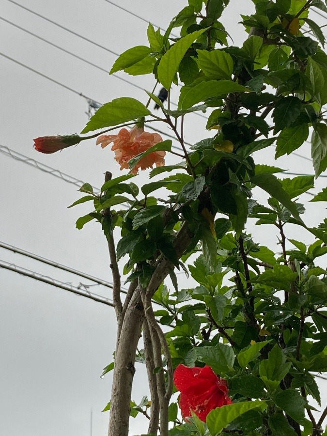 ハイビスカスの中🌺