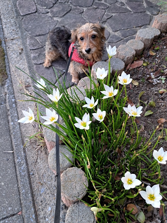 花とマリン