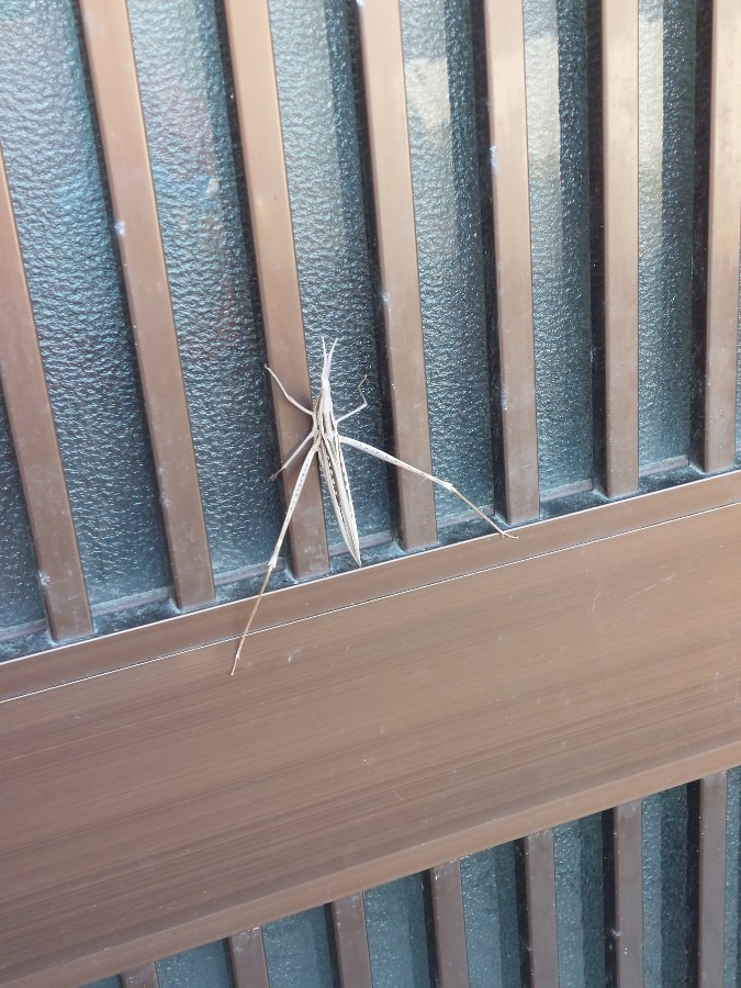 玄関に