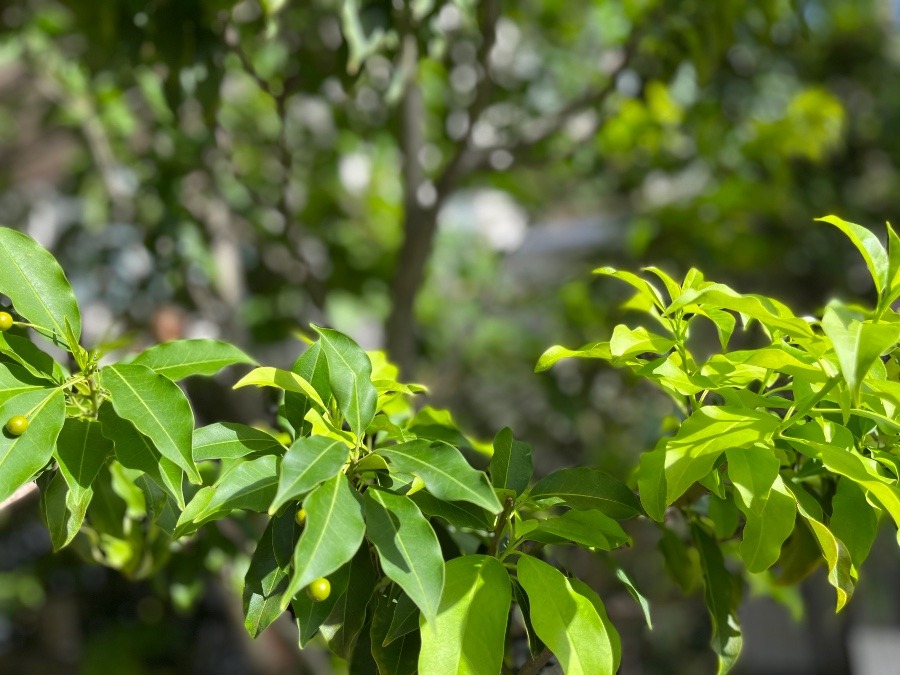 グリーングリーン🌳