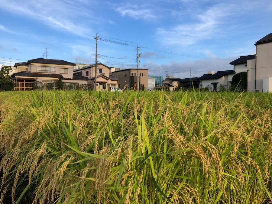 稔るほど頭を垂るる🌾