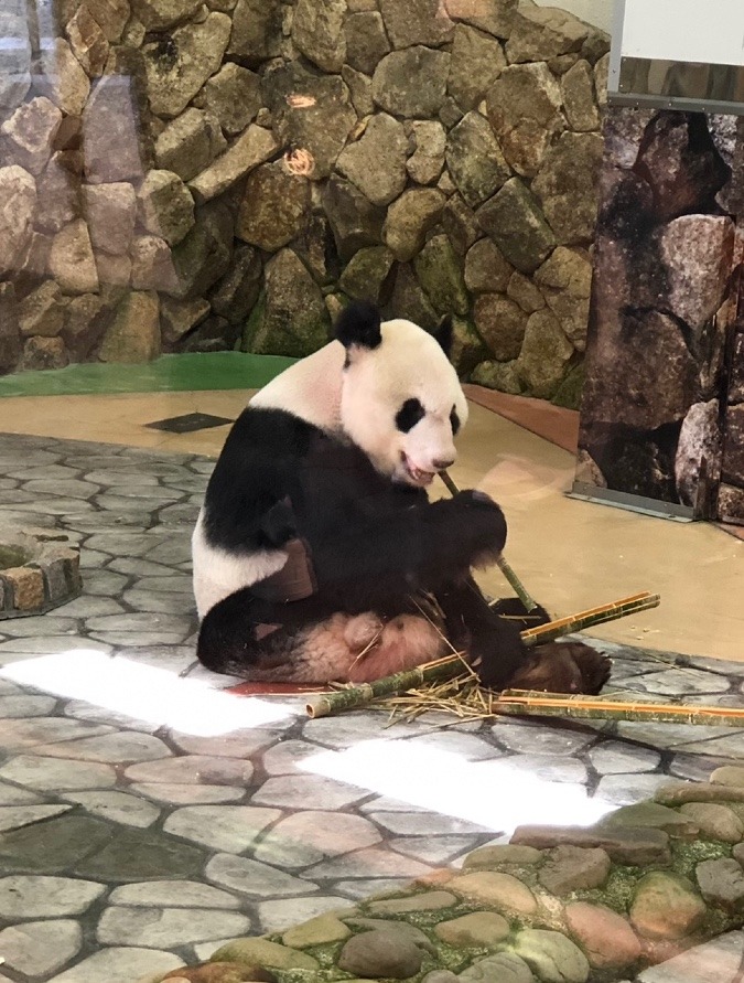 🐼もりもり🎋