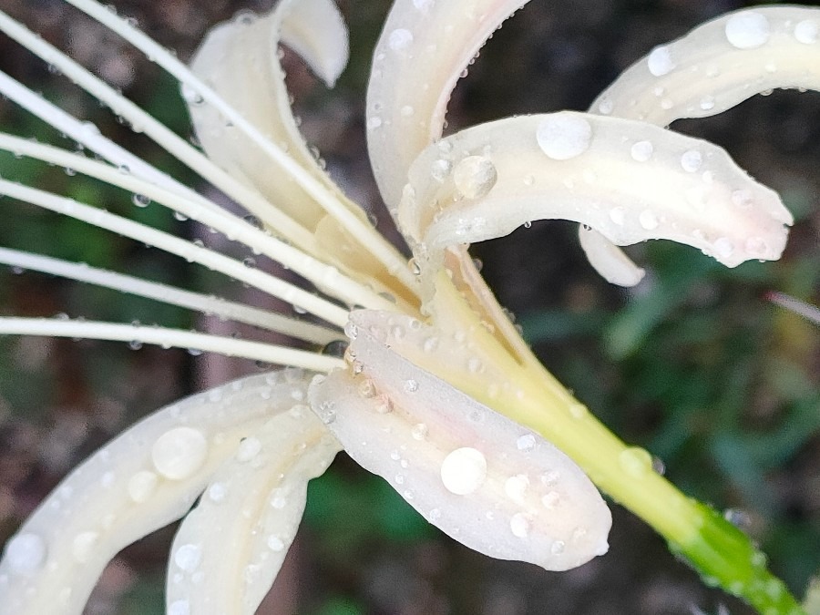 白色の彼岸花