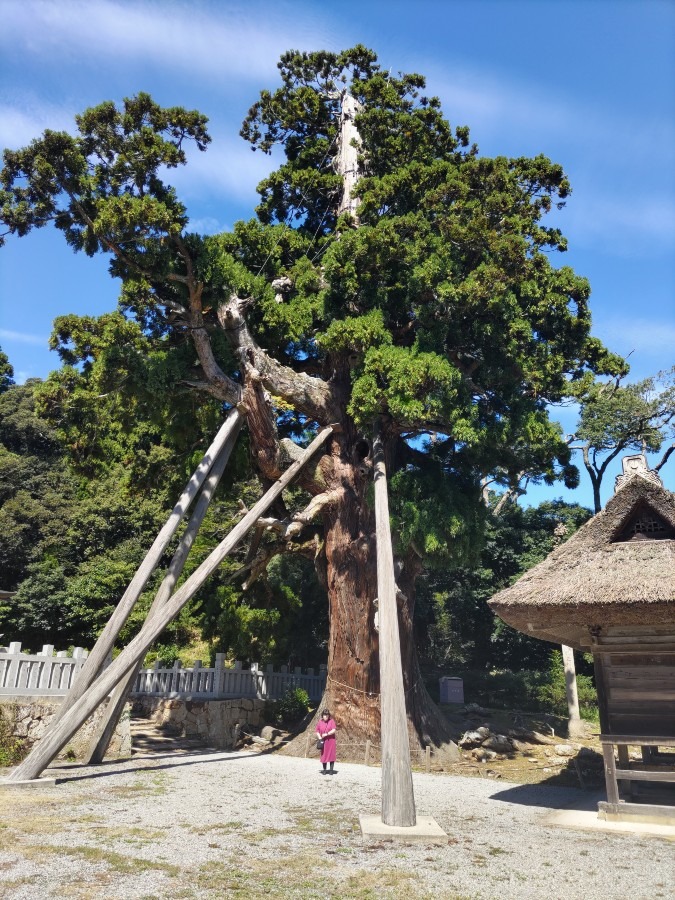 玉若酢命神社の八百杉