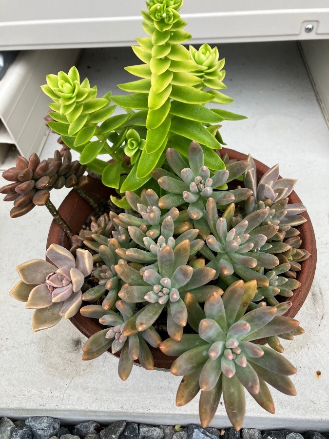 多肉植物【4】