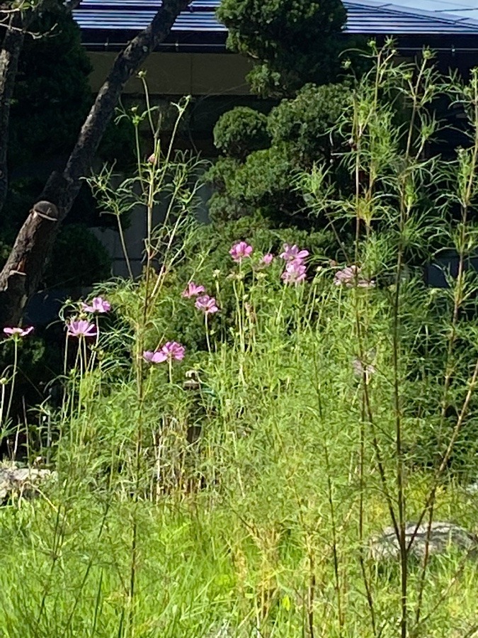 花🌸🌸🌸