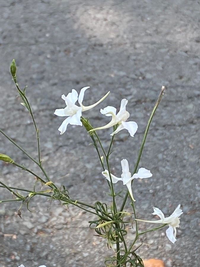 花🌸🌸🌸