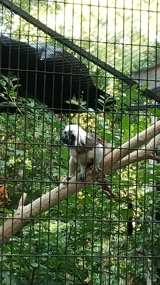 動物園その二