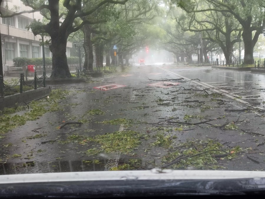 宮崎県庁前  並木通り9/18 13時頃