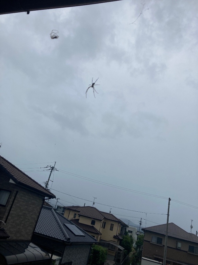 蜘蛛🕷雲🌧