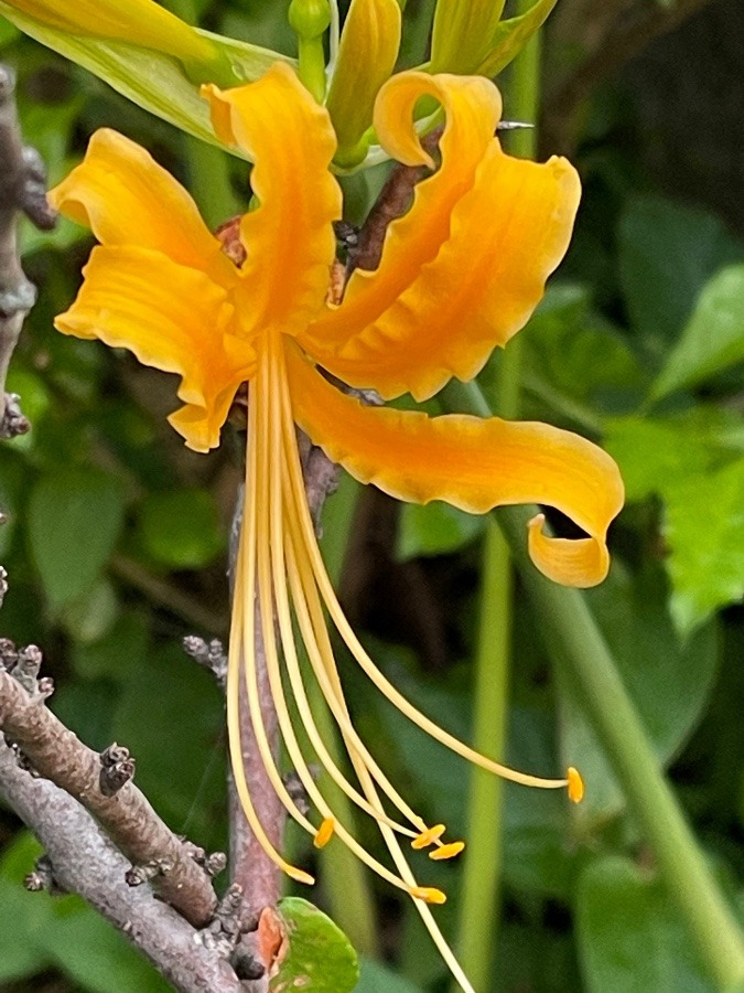 花倶楽部❣️