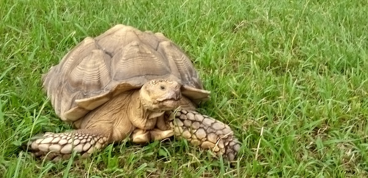 長生きのカメ