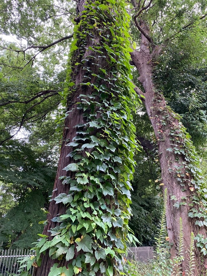 目覚めの朝