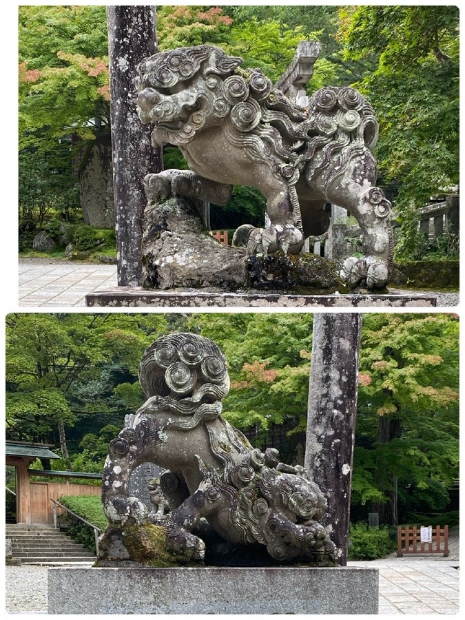 いました！狛犬さん