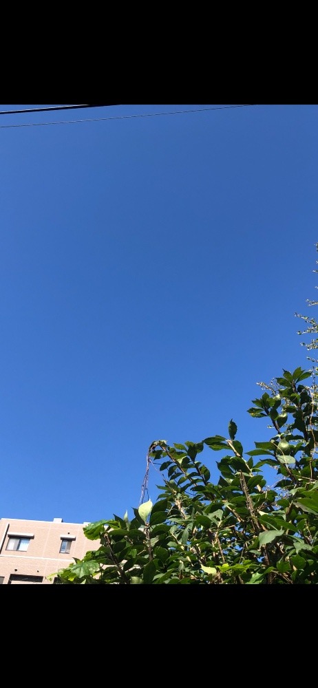 　今空　青空です☀️☀️☀️