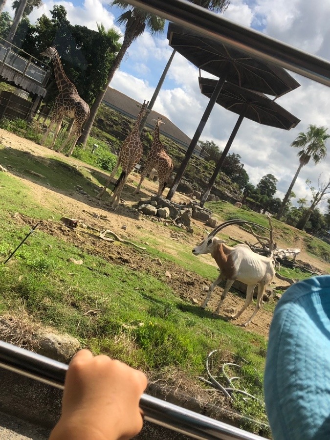 🦒キリンさんに逢いに👦