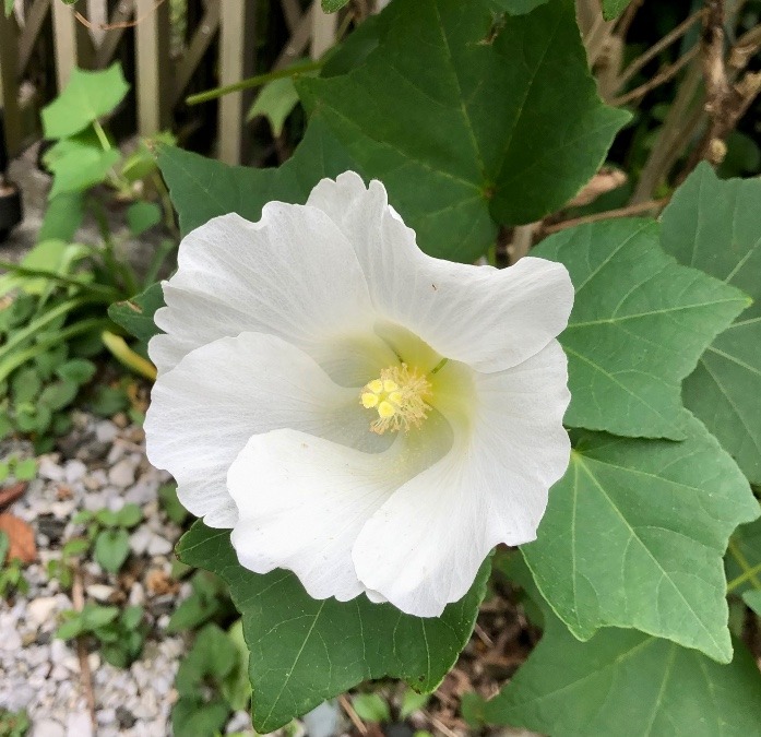 白芙蓉の花