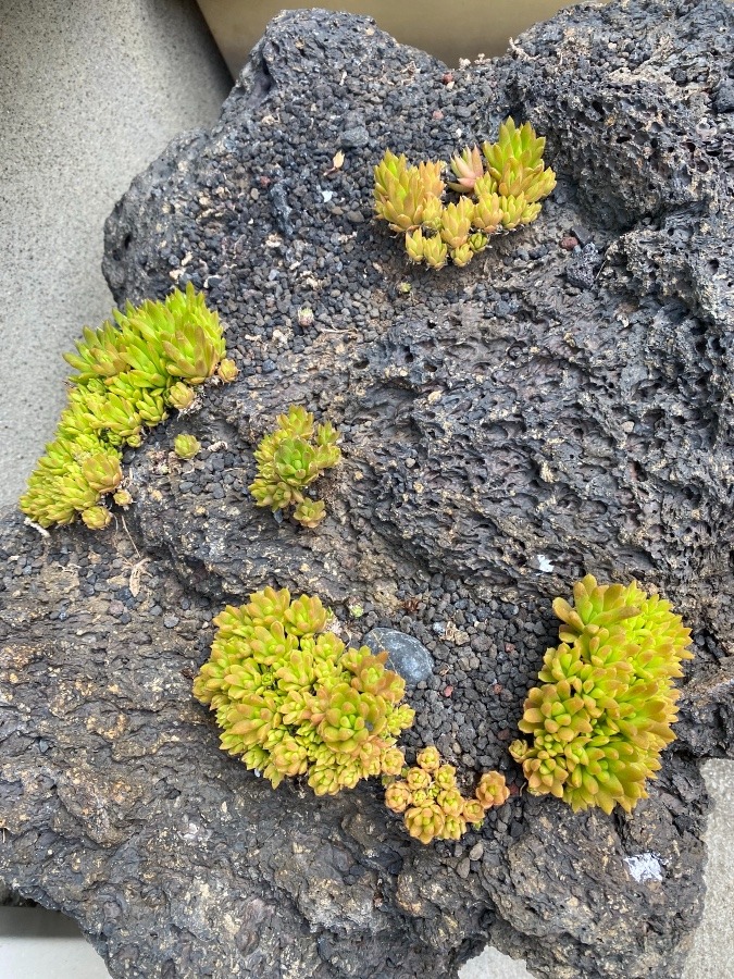 石部  岩から多肉植物⁉️