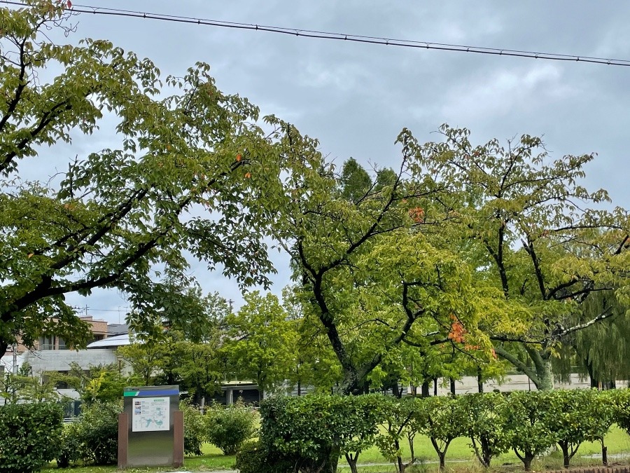 紅葉なのか、なんなのか🍁🍂