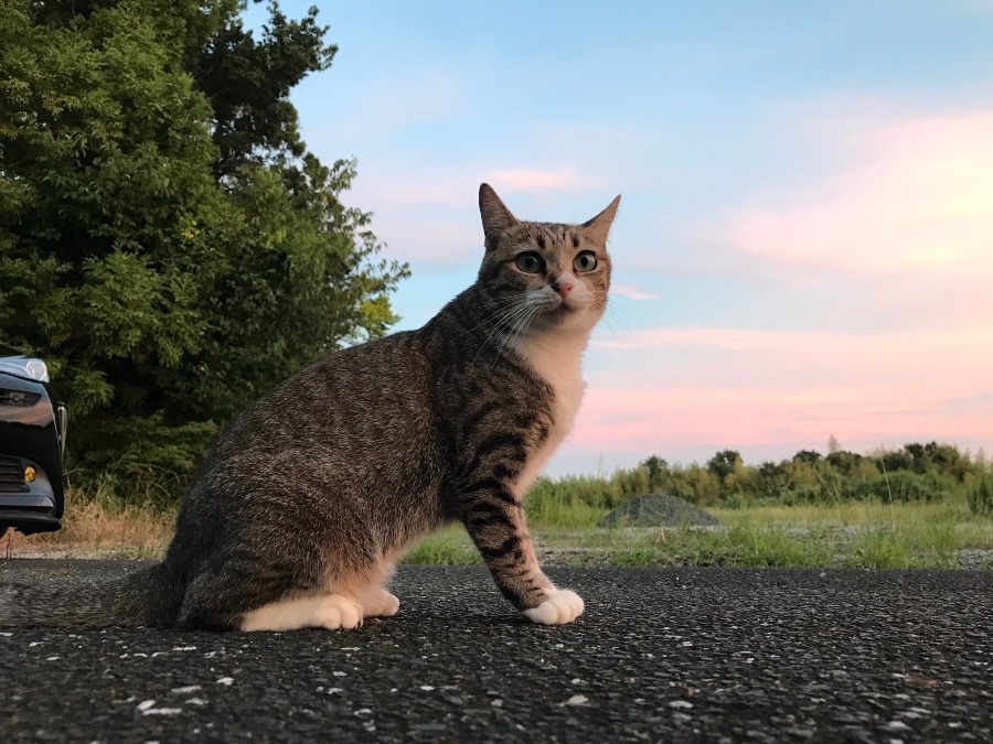 夕日を……