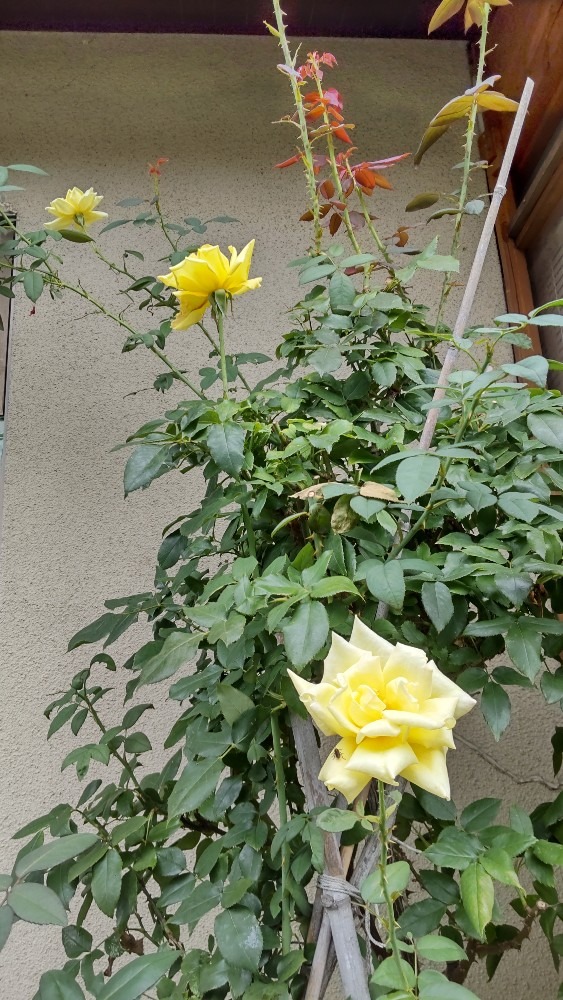 今日も、花を沢山咲かせる、四季咲きの椿❗️