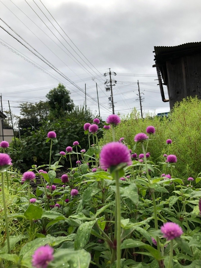 🌸頑張って