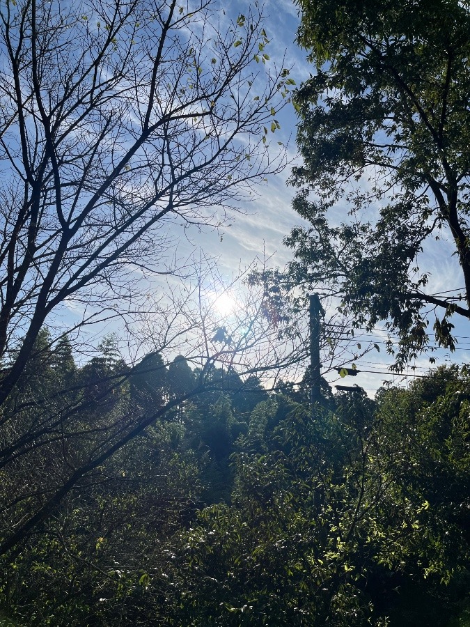 久しぶりの太陽♪