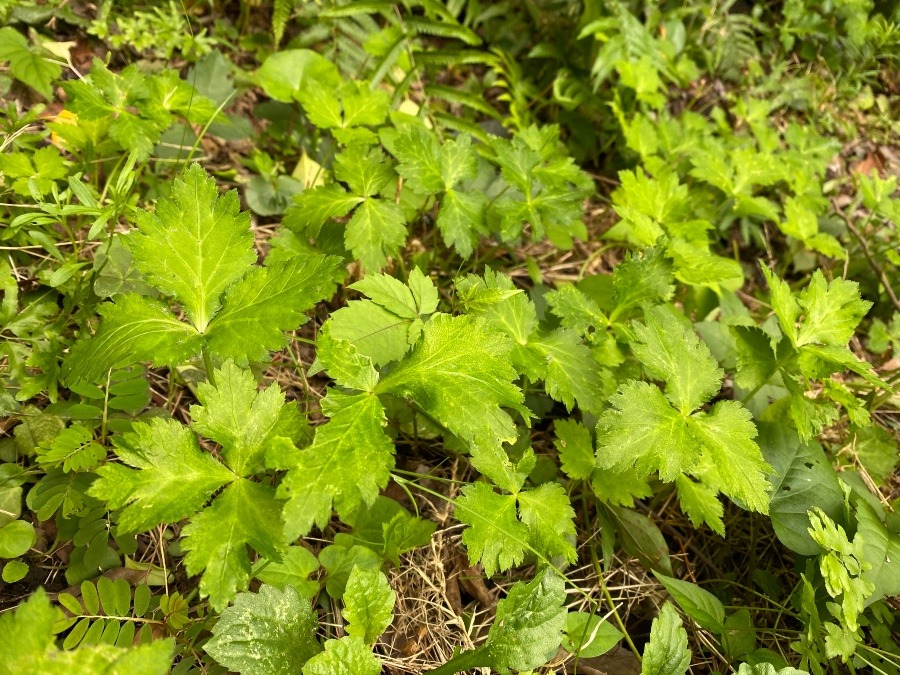 野生のミツバ🌿🌿