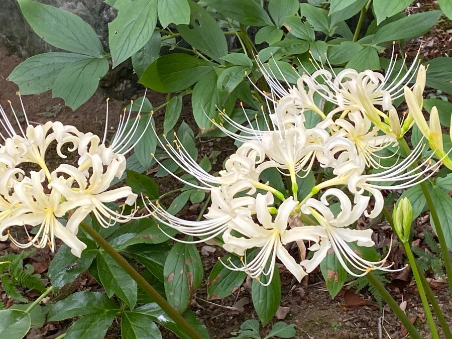 お隣のお花