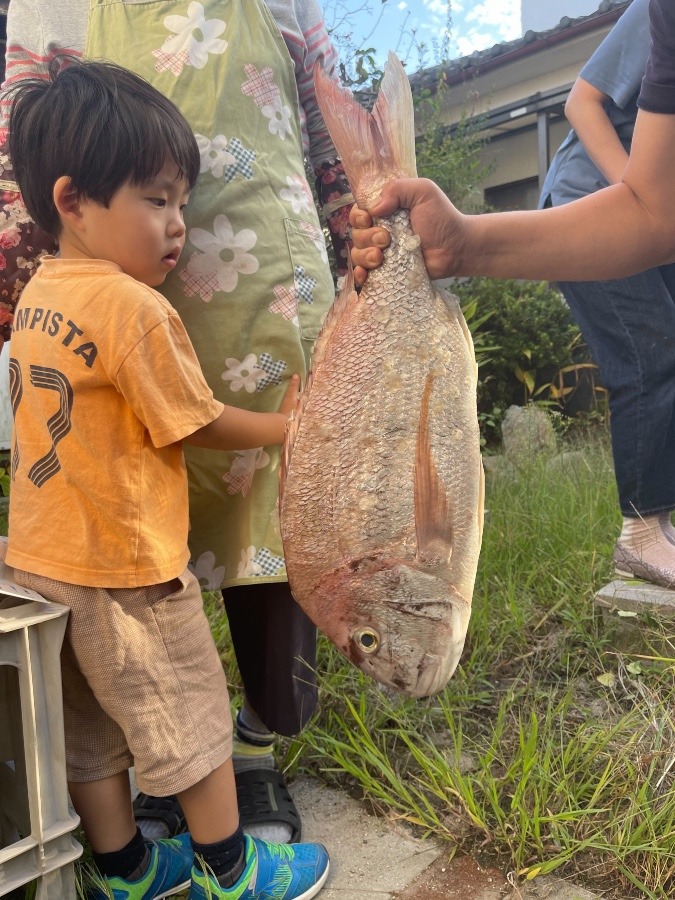 チョ〜 デカッ‼️鯛