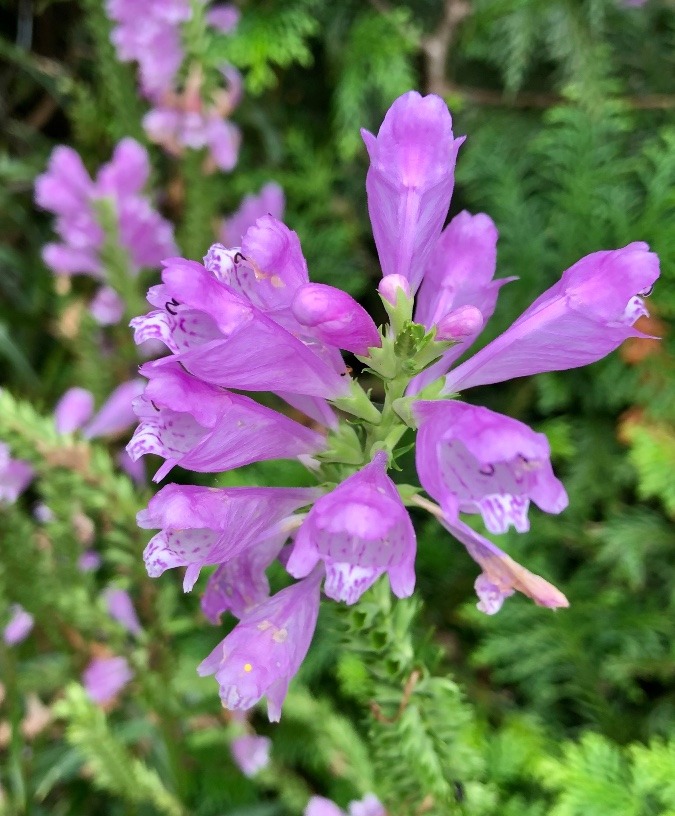 ハナトラノオの花