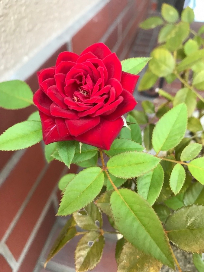 情熱のバラ🌹