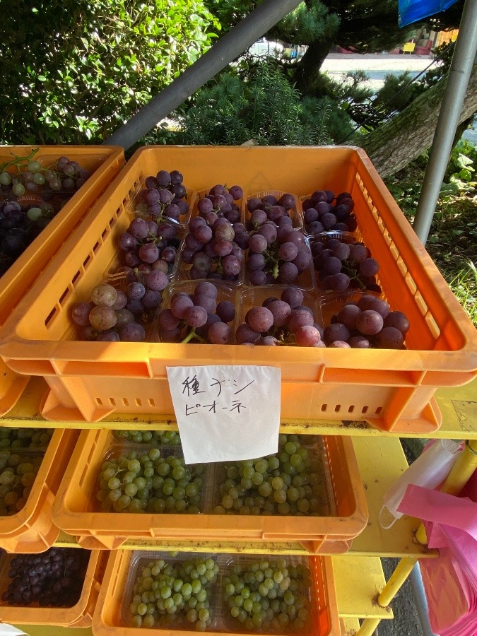 ぶどう🍇🍇🍇