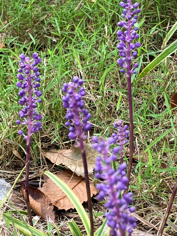 今朝の植物観察　②